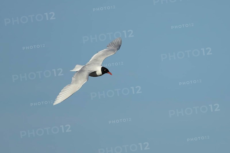 Mediterranean gull (Ichthyaetus melanocephalus) adult bird in flight in a blue sky, England, United Kingdom
