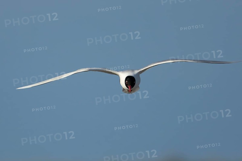 Mediterranean gull (Ichthyaetus melanocephalus) adult bird in flight in a blue sky, England, United Kingdom