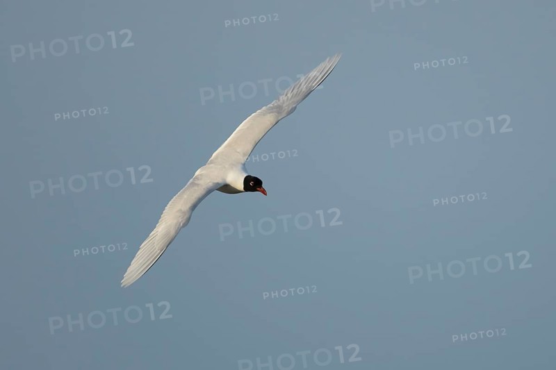 Mediterranean gull (Ichthyaetus melanocephalus) adult bird in flight in a blue sky, England, United Kingdom