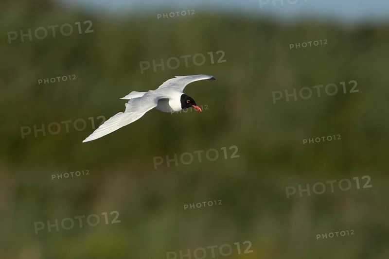 Mediterranean gull (Ichthyaetus melanocephalus) adult bird in flight, England, United Kingdom