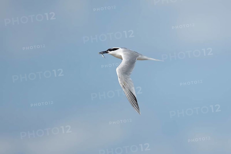 Sandwich tern (Thalasseus sandvicensis) adult bird with a fish in its beak in flight, England, United Kingdom