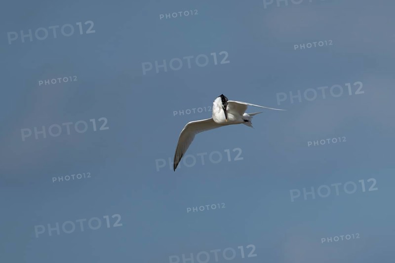 Sandwich tern (Thalasseus sandvicensis) adult bird preening in flight in a blue sky, England, United Kingdom