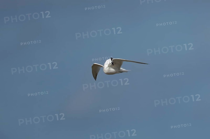 Sandwich tern (Thalasseus sandvicensis) adult bird preening in flight in a blue sky, England, United Kingdom