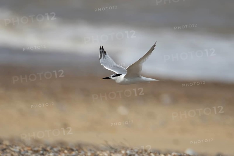 Sandwich tern (Thalasseus sandvicensis) adult bird in flight over a beach, England, United Kingdom