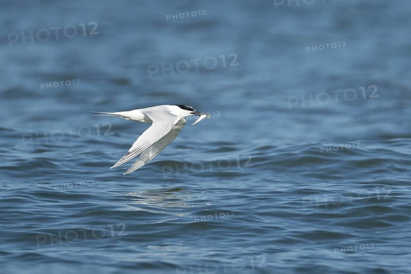 Sandwich tern (Thalasseus sandvicensis) adult bird with a fish in its beak in flight over the sea, England, United Kingdom