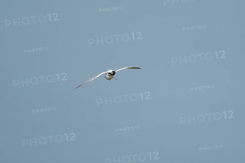 Sandwich tern (Thalasseus sandvicensis) adult bird preening in flight in a blue sky, England, United Kingdom