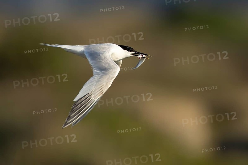 Sandwich tern (Thalasseus sandvicensis) adult bird with a fish in its beak in flight, England, United Kingdom