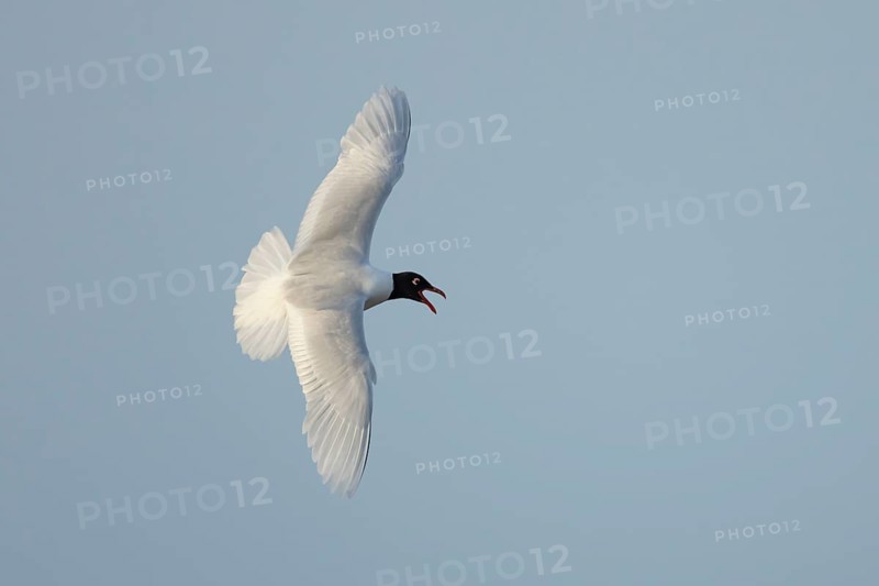 Mediterranean gull (Ichthyaetus melanocephalus) adult bird in flight in a blue sky, England, United Kingdom