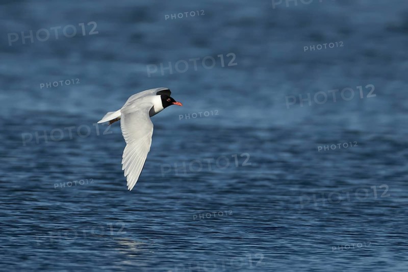 Mediterranean gull (Ichthyaetus melanocephalus) adult bird in flight in a blue sky, England, United Kingdom