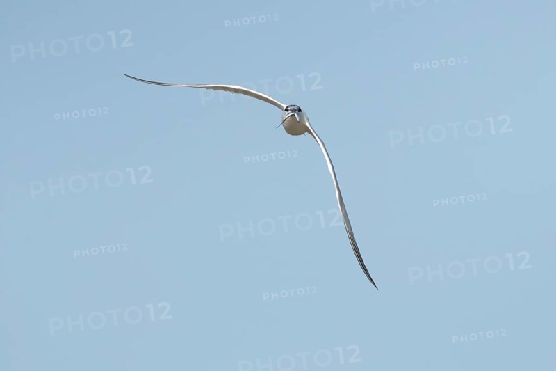 Sandwich tern (Thalasseus sandvicensis) adult bird with a fish in its beak flying, England, United Kingdom