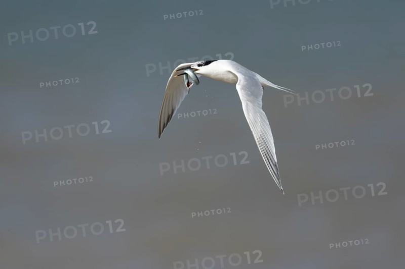 Sandwich tern (Thalasseus sandvicensis) adult bird with a fish in its beak in flight over the sea, England, United Kingdom