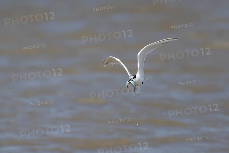 Sandwich tern (Thalasseus sandvicensis) adult bird with a fish in its beak in flight over the sea, England, United Kingdom