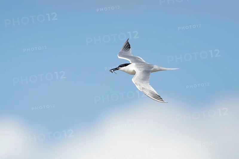 Sandwich tern (Thalasseus sandvicensis) adult bird with a fish in its beak flying, England, United Kingdom