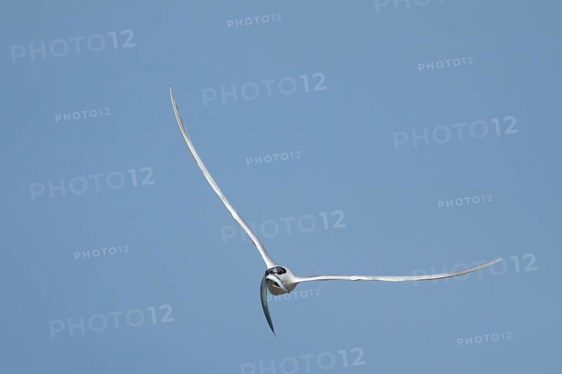 Sandwich tern (Thalasseus sandvicensis) adult bird with a fish in its beak flying, England, United Kingdom