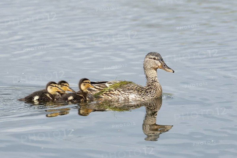 Mallard duck (Anas platyrhynchos) adult female parent bird and three juvenile baby ducklings on a lake, England, United Kingdom