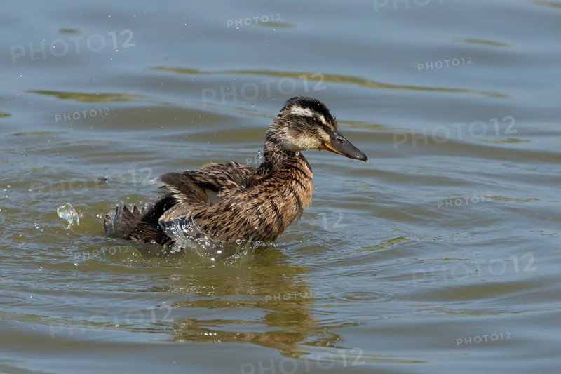 Mallard duck (Anas platyrhynchos) juvenile baby duckling bird bathing on a lake, England, United Kingdom