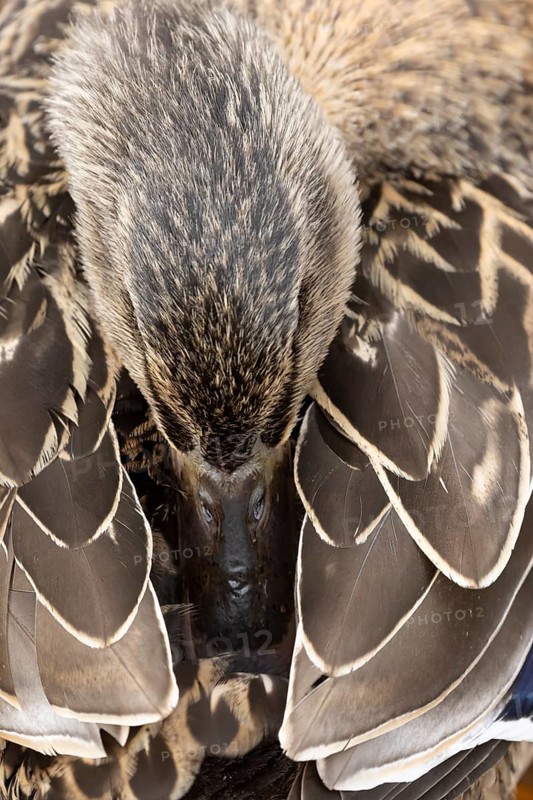 Mallard duck (Anas platyrhynchos) adult female bird resting, England, United Kingdom