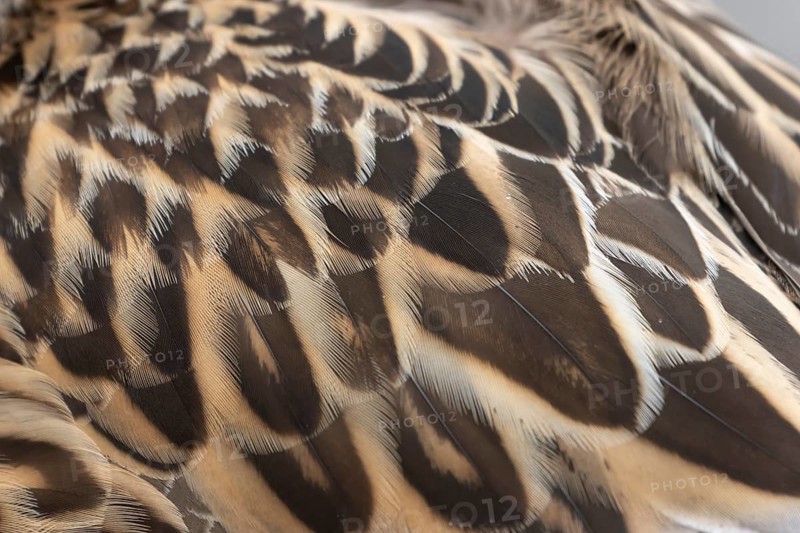 Mallard duck (Anas platyrhynchos) adult female bird close up of its wing feathers, England, United Kingdom
