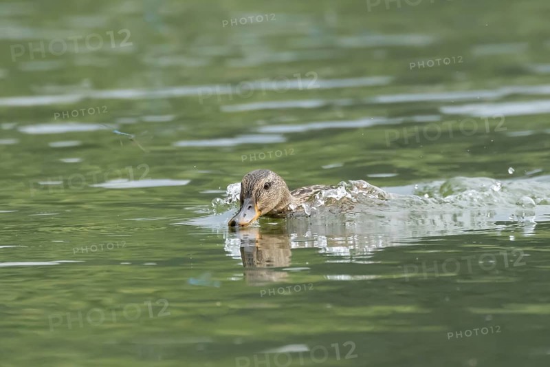 Mallard duck (Anas platyrhynchos) adult female bird chasing damselflies on a lake, England, United Kingdom