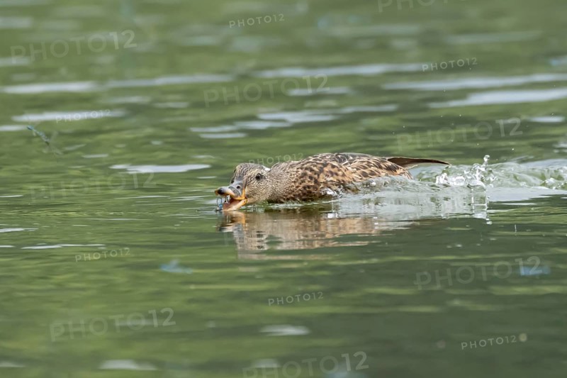 Mallard duck (Anas platyrhynchos) adult female bird chasing damselflies on a lake, England, United Kingdom