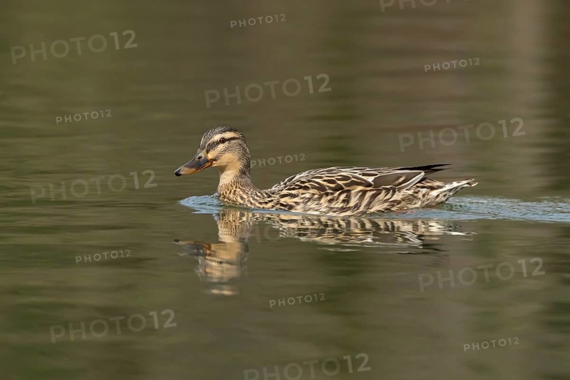 Mallard duck (Anas platyrhynchos) adult female bird on a lake, England, United Kingdom