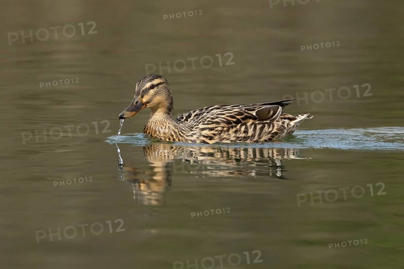 Mallard duck (Anas platyrhynchos) adult female bird on a lake, England, United Kingdom