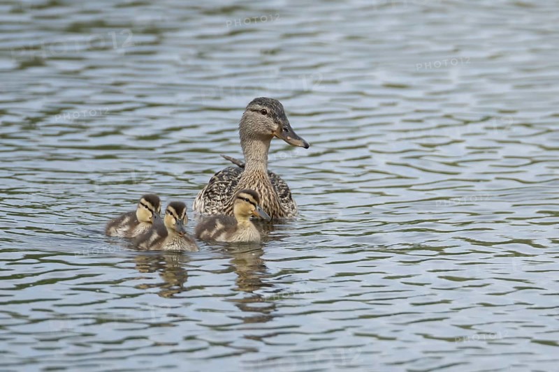 Mallard duck (Anas platyrhynchos) adult female parent bird and three juvenile baby ducklings on a lake, England, United Kingdom