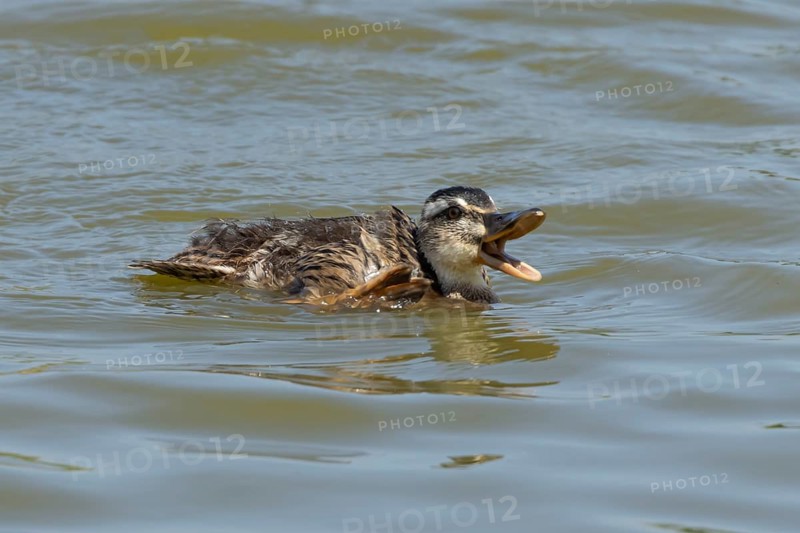 Mallard duck (Anas platyrhynchos) juvenile baby duckling bird quacking on a lake, England, United Kingdom
