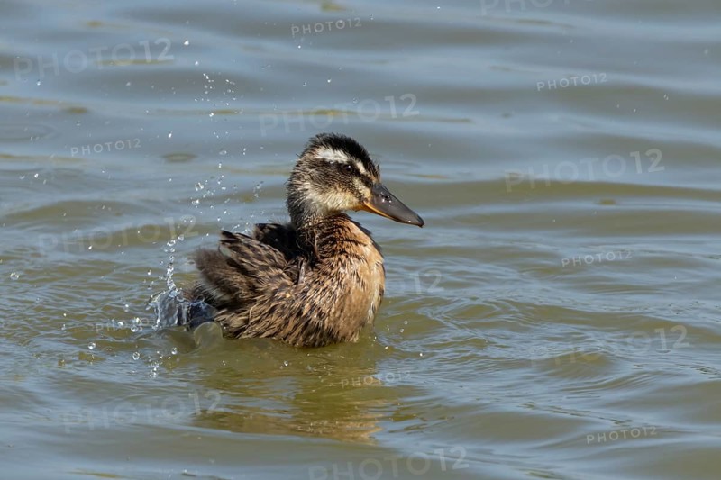 Mallard duck (Anas platyrhynchos) juvenile baby duckling bird bathing on a lake, England, United Kingdom