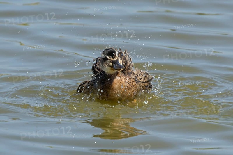Mallard duck (Anas platyrhynchos) juvenile baby duckling bird bathing on a lake, England, United Kingdom