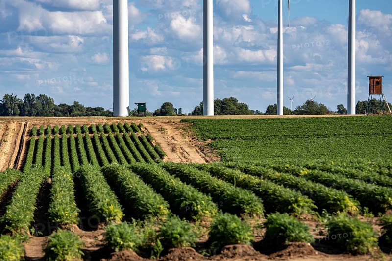 Field with carrot, in long rows, wind farm near Titz, North Rhine-Westphalia, Germany