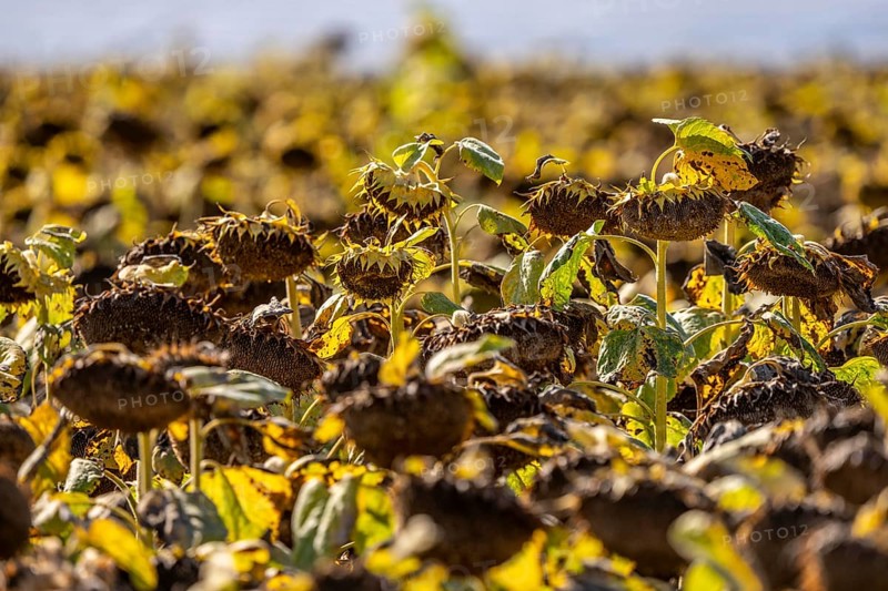 Field with sunflowers, dried up, the vegetative phase of the plants is over, the sunflower seeds can now be harvested, near Titz, North Rhine-Westphalia, Germany