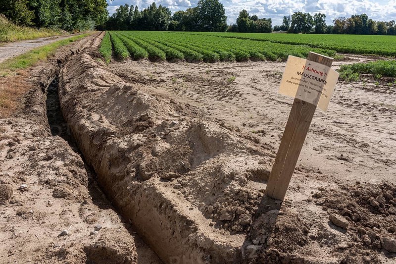 Field with carrots, surrounded by a mouse ditch that is so deep and wide that mice cannot get into the field and gnaw on the plants, near Titz, North Rhine-Westphalia, Germany