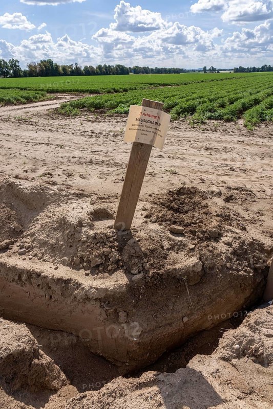 Field with carrots, surrounded by a mouse ditch that is so deep and wide that mice cannot get into the field and gnaw on the plants, near Titz, North Rhine-Westphalia, Germany