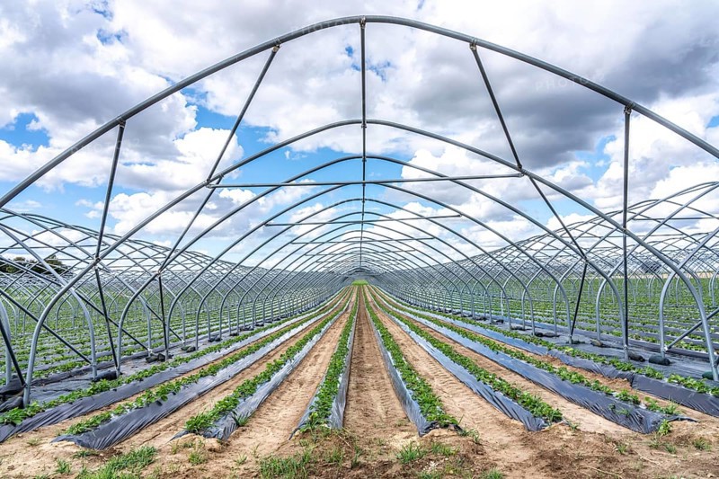 Strawberry cultivation, greenhouse without foil, after harvest, end of season, strawberry plants still growing in the foil for the next season, near Titz, North Rhine-Westphalia, Germany