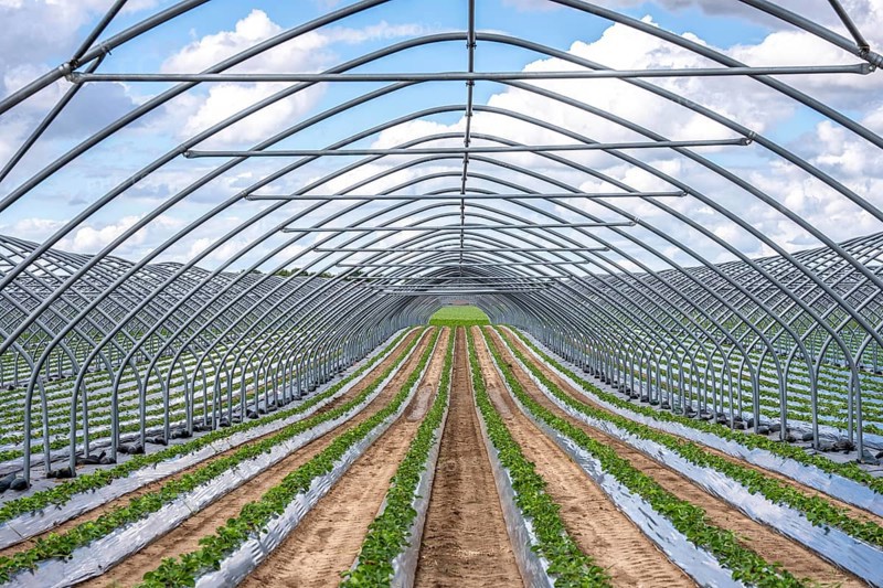 Strawberry cultivation, greenhouse without foil, after harvest, end of season, strawberry plants still growing in the foil for the next season, near Titz, North Rhine-Westphalia, Germany