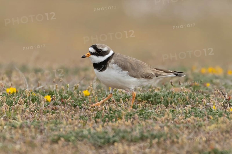 Ringed plover (Charadrius hiaticula) adult wader bird on coastal dunes, England, United Kingdom