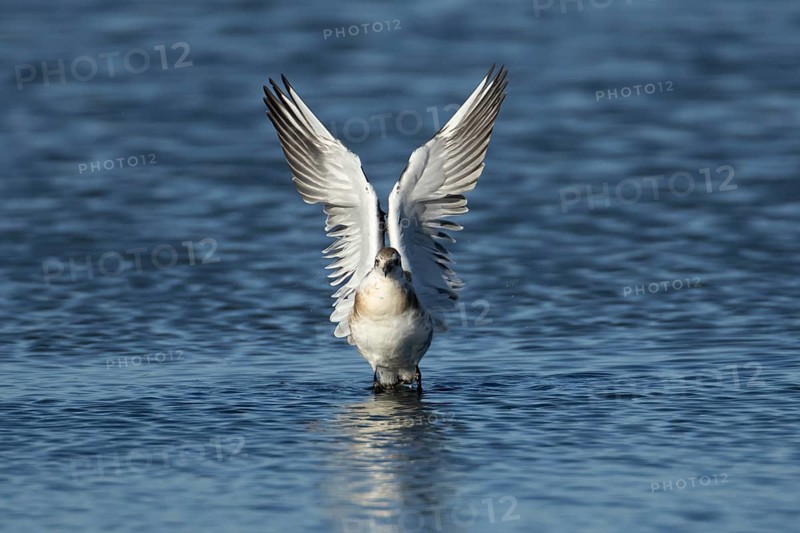Black headed gull (Chroicocephalus ridibundus) juvenile bird taking off in flight from a lagoon, England, United Kingdom