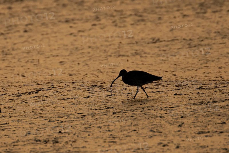 Eurasian curlew (Numenius arquata) silhouette of an adult wader bird feeding on a lugworm on a mudflat at sunset, England, United Kingdom