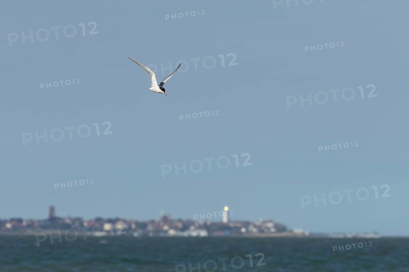 Common tern (Sterna hirundo) adult bird in flight over the sea with the town of Southwold in the background, Suffolk, England, United Kingdom