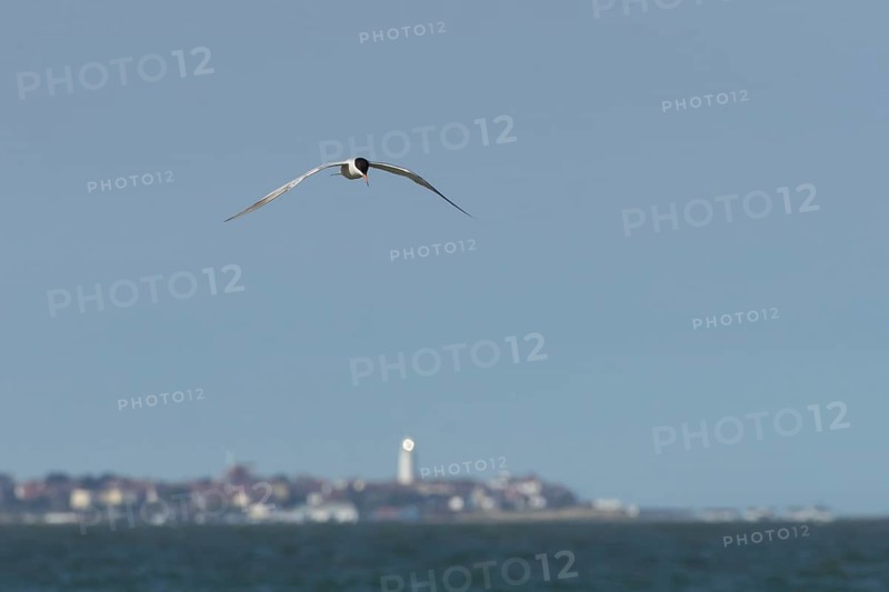 Common tern (Sterna hirundo) adult bird in flight over the sea with the town of Southwold in the background, Suffolk, England, United Kingdom