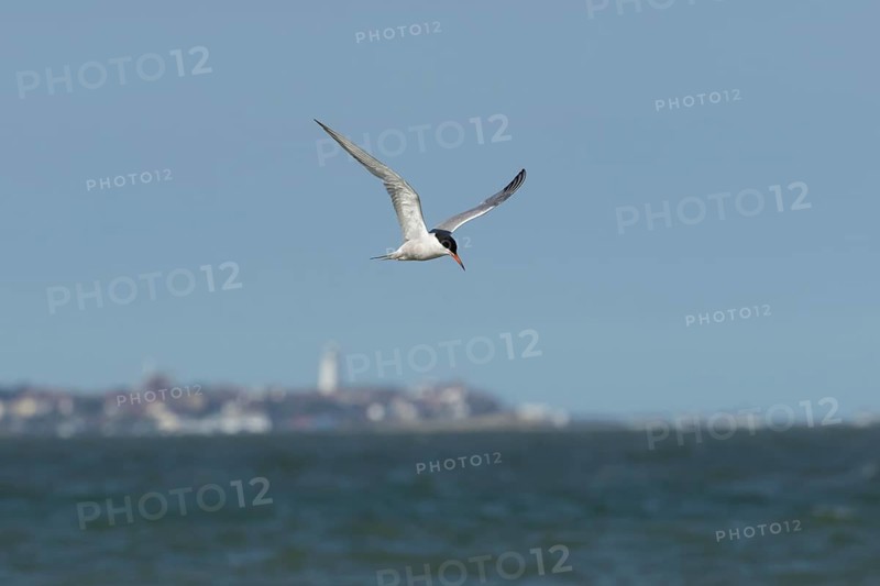 Common tern (Sterna hirundo) adult bird in flight over the sea with the town of Southwold in the background, Suffolk, England, United Kingdom
