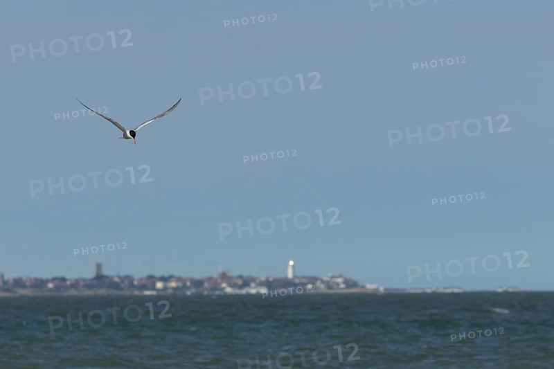 Common tern (Sterna hirundo) adult bird in flight over the sea with the town of Southwold in the background, Suffolk, England, United Kingdom