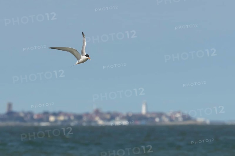 Common tern (Sterna hirundo) adult bird with a fish in its beak in flight over the sea with the town of Southwold in the background, Suffolk, England, United Kingdom