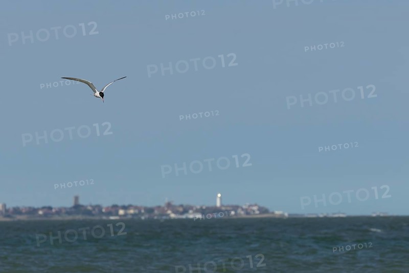Common tern (Sterna hirundo) adult bird in flight over the sea with the town of Southwold in the background, Suffolk, England, United Kingdom