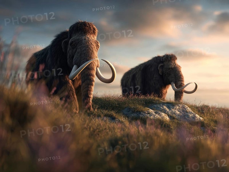 Two mammoths stand in a warm, peaceful landscape at sunset, surrounded by grass and clouds, AI generated, AI generated