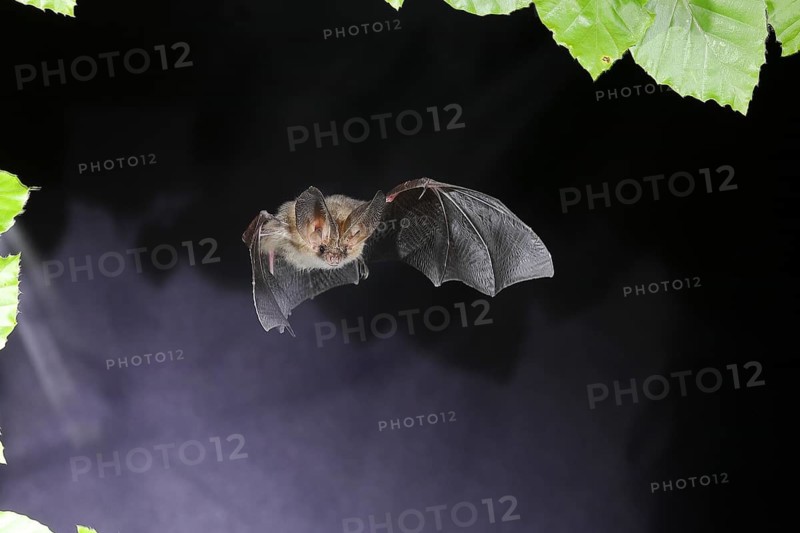 Bechstein's bat (Myotis bechsteinii) in flight, potentially endangered species, highspeed nature photo, bats, mammals, animals Siegerland, North Rhine-Westphalia, Germany