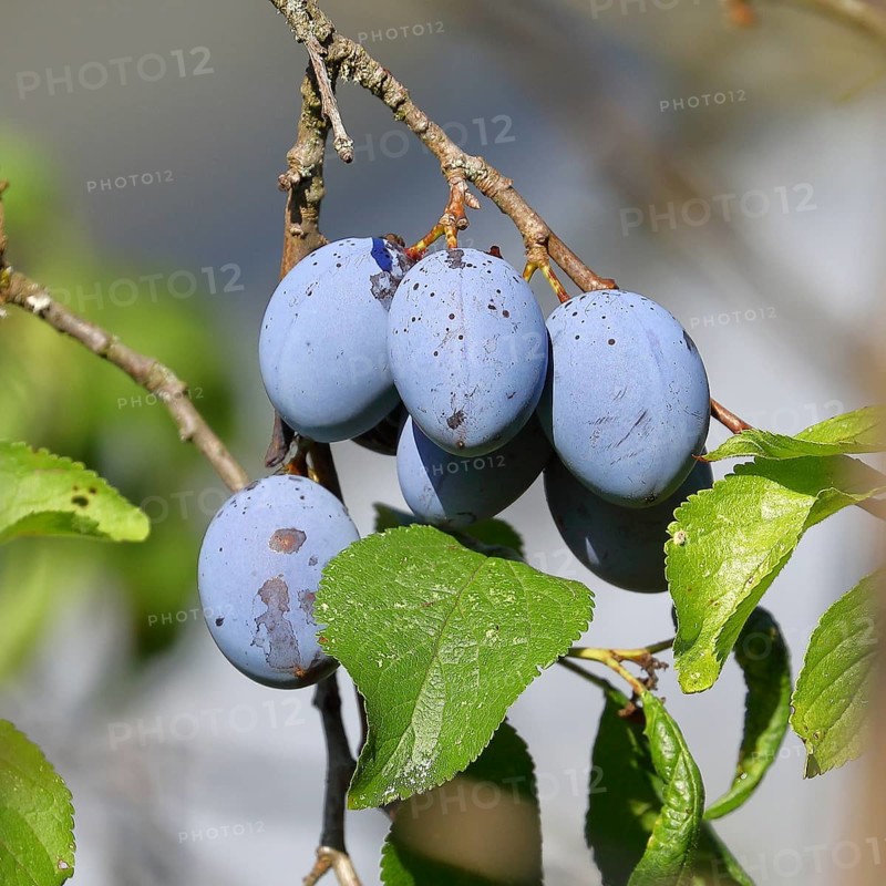 Plum, damson (Prunus domestica), ripe fruit on the tree, autumn, Wilnsdorf, North Rhine-Westphalia, Germany