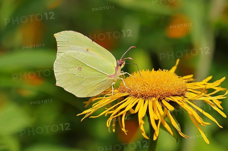 Lemon butterfly (Gonepteryx rhamny) on a yellow flower of a Great Telekie (Telekia speciosa), close-up, Wilnsdorf, North Rhine-Westphalia, Germany