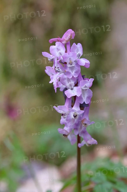 Hollow larkspur (Corydalis cava), inflorescence in a beech forest, Wilnsdorf, North Rhine-Westphalia, Germany